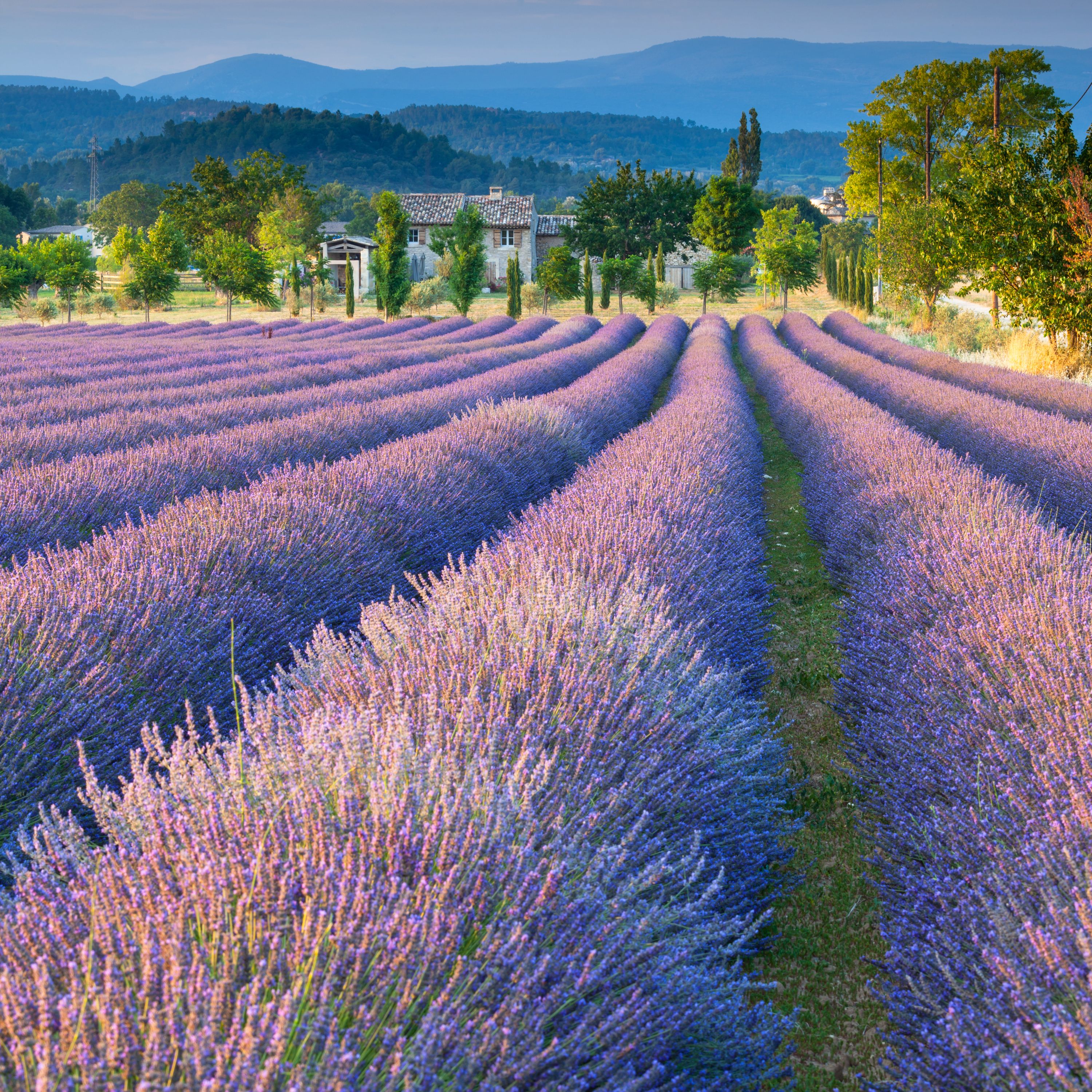 Lavender Fields & Gardens of Provence Cruise